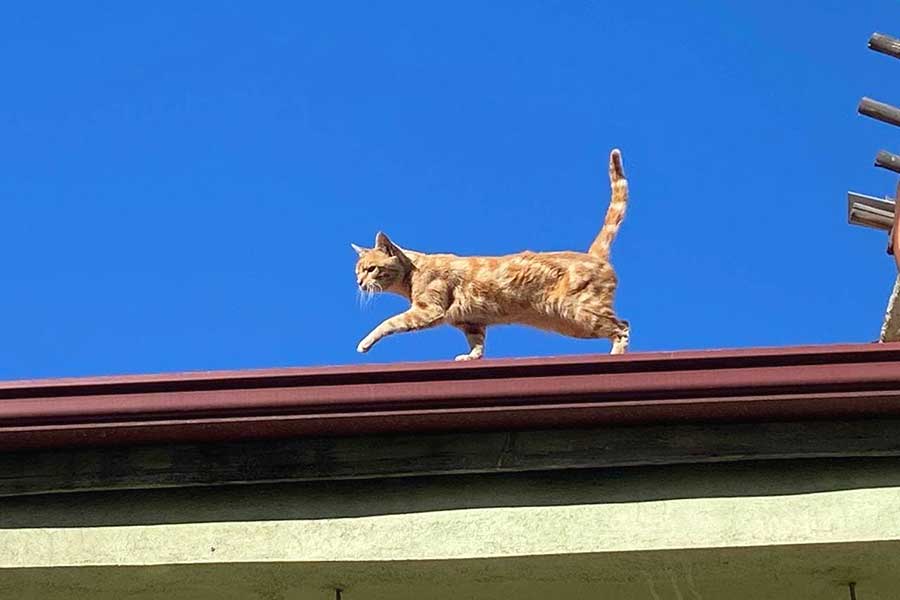 Turkey, cat living in a roof