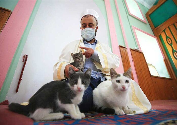 Turkey, mosque is a haven for stray cats