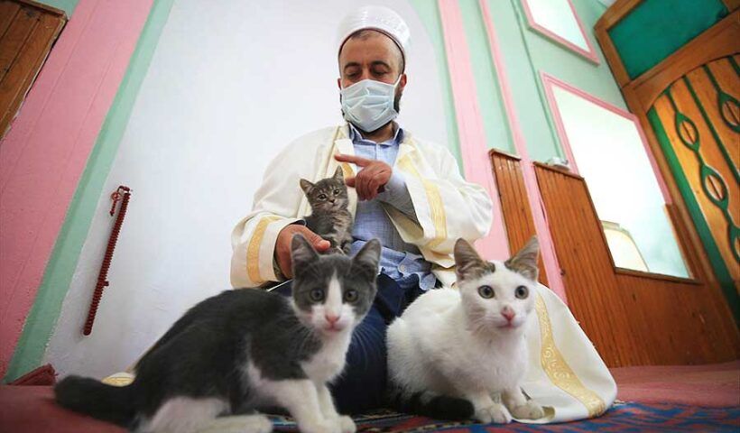 Turkey, mosque is a haven for stray cats