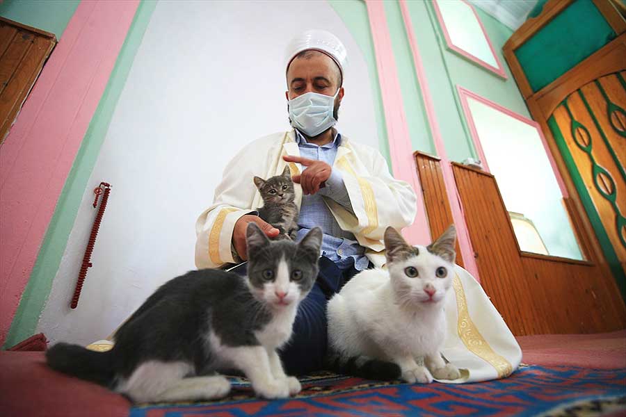 Turkey, mosque is a haven for stray cats