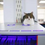 Turkey, office became a home for cats