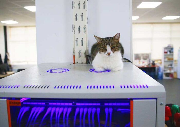 Turkey, office became a home for cats