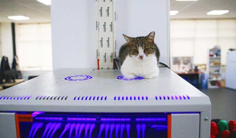 Turkey, office became a home for cats