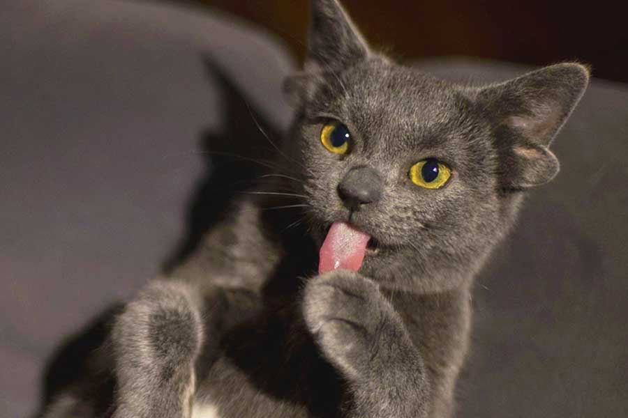Turquía, gato con cuatro orejas