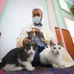 Turquía, mezquita es refugio para gatos callejeros
