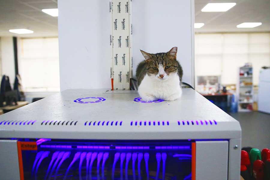Turquía, oficina es un hogar para gatos