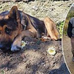 Turquía, un perro adoptado no abandona la tumba de su dueño