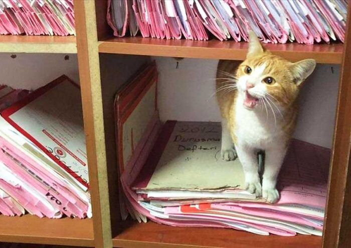 Turkey, cat living in a courthouse