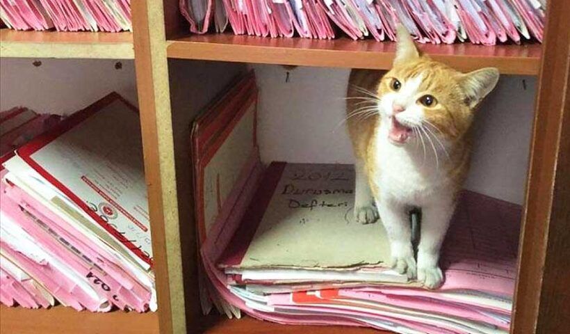 Turkey, cat living in a courthouse