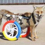 Turkish vets build wheelchair for paralysed fox