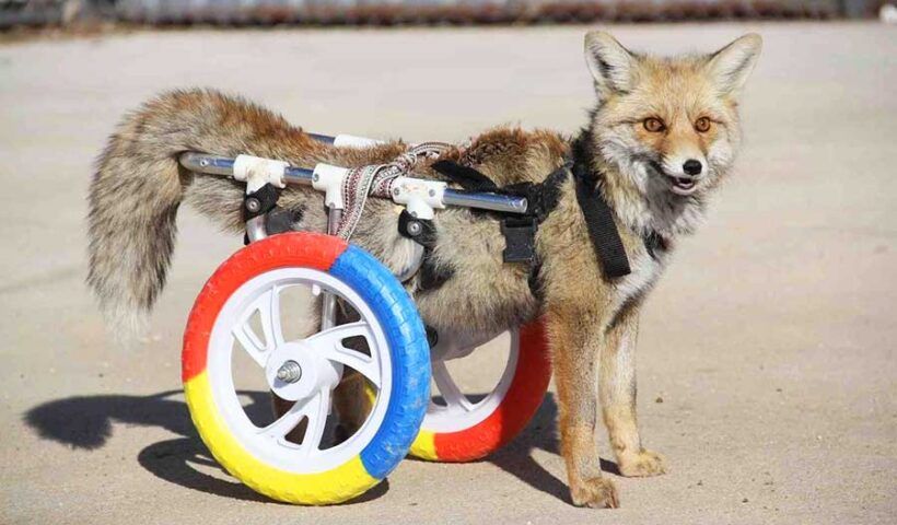 Turkish vets build wheelchair for paralysed fox