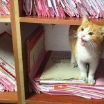 Turquía, gato viviendo en un juzgado