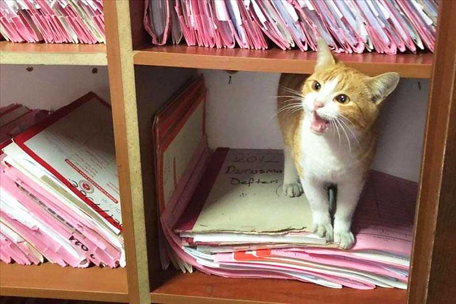 Turquía, gato viviendo en un juzgado