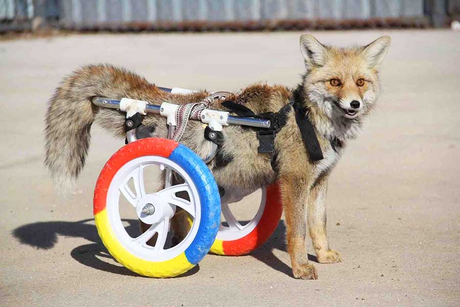 veterinarios turcos crean prótesis para un zorro paralítico