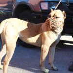 Turkey, dangerous dog breeds