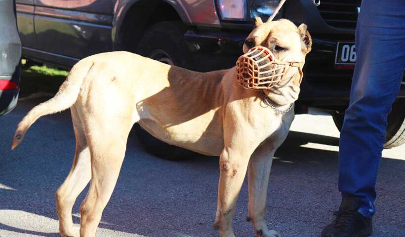 Turkey, dangerous dog breeds