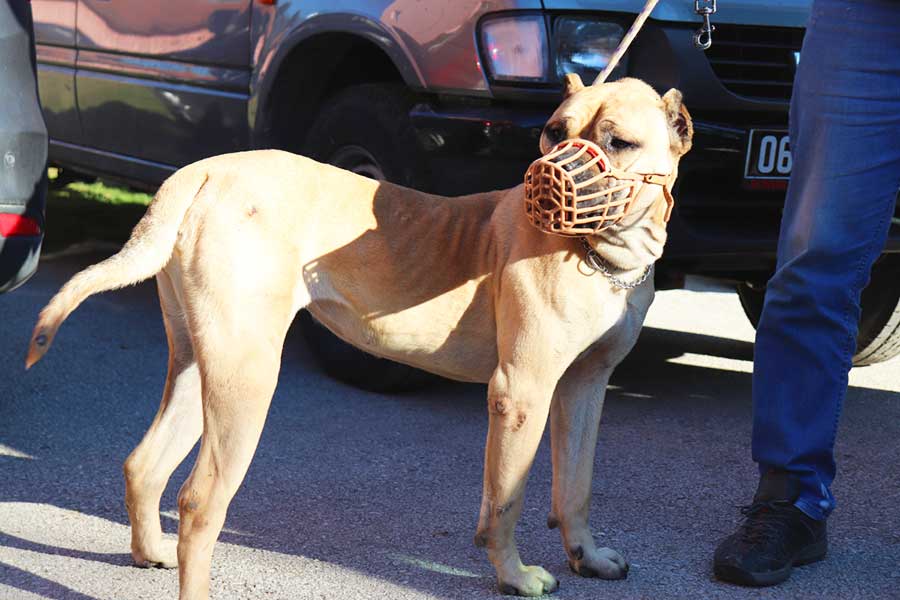 Turquía, perros de razas peligrosas