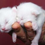 Turkey, first Van cats are born