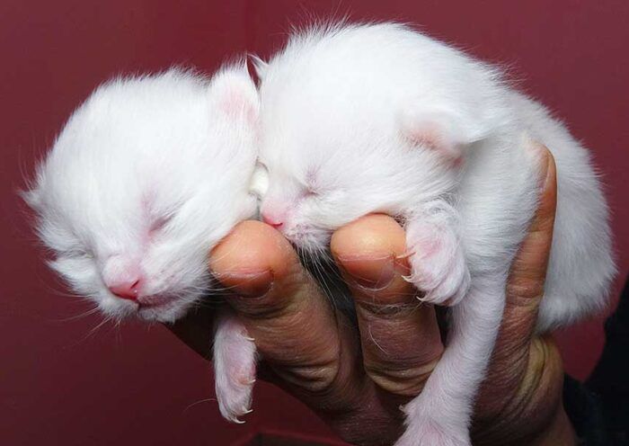 Turkey, first Van cats are born