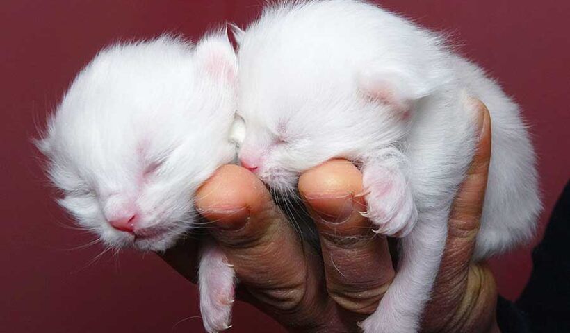 Turkey, first Van cats are born