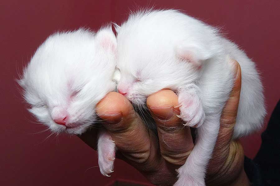 Turquía, nacimiento de primeros gatos de Van