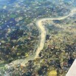 Istanbul, mucilage or sea snot