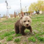 Turkey, bear cub abandoned to be raised in captivity