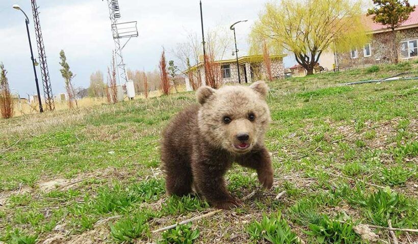 Turkey, bear cub abandoned to be raised in captivity
