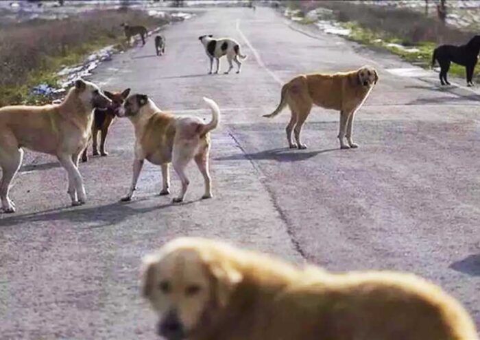 Turkey, stray dogs
