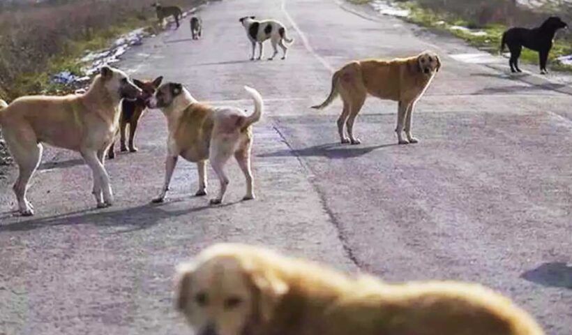Turkey, stray dogs
