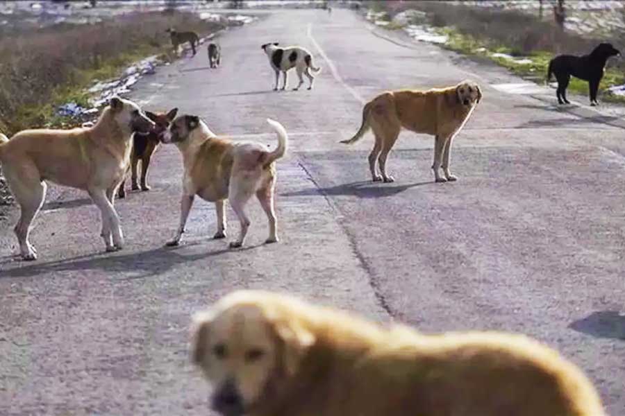 Turkey, stray dogs