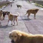 Turquía, perros callejeros