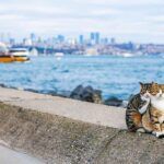Istanbul, cats