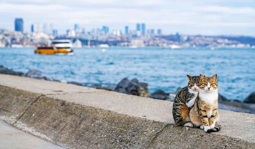 Istanbul, cats