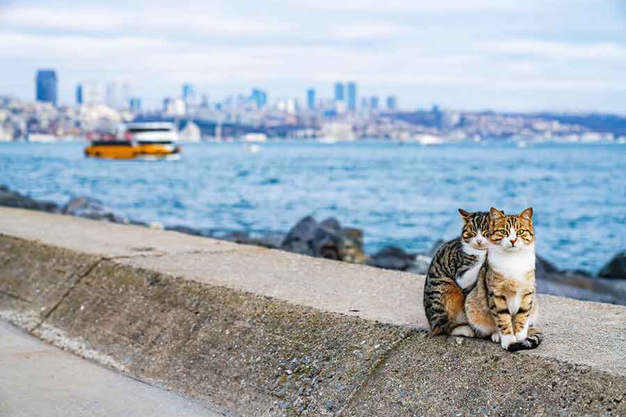 Istanbul, cats