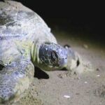 Turkey, loggerhead sea turtle in a beach