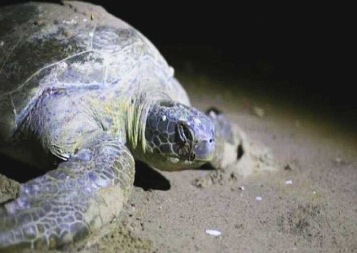 Turkey, loggerhead sea turtle in a beach