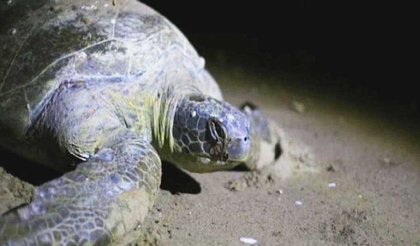 Turkey, loggerhead sea turtle in a beach