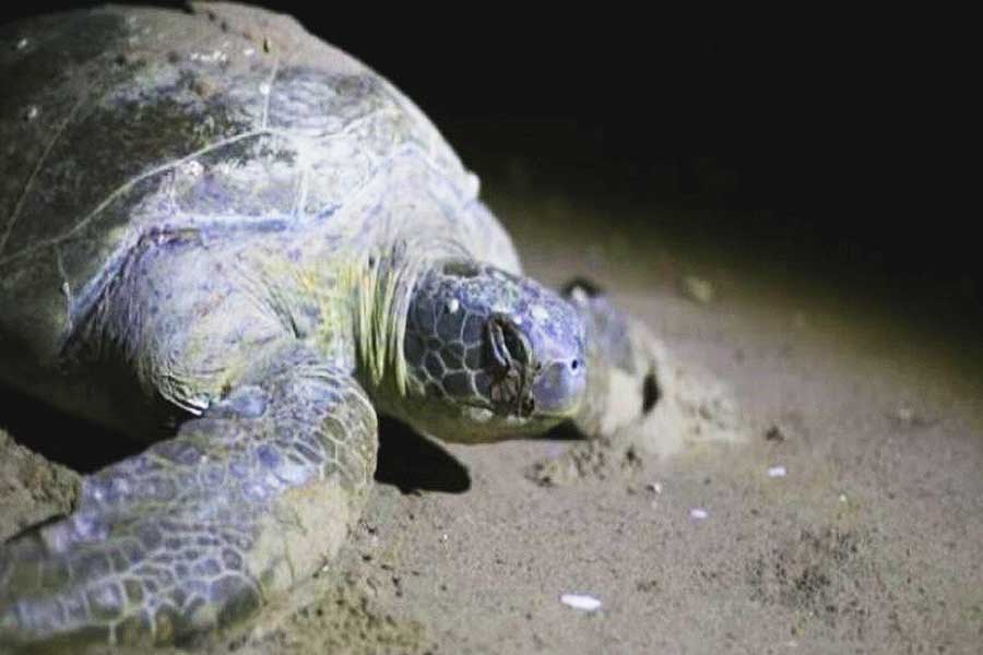 Turquía, tortuga boba en una playa