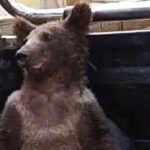 Turkey, bear drunk by toxic honey