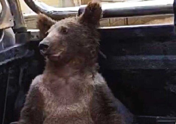 Turkey, bear drunk by toxic honey