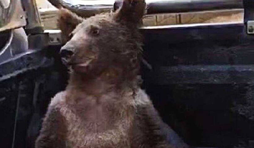 Turkey, bear drunk by toxic honey
