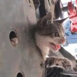 Turkey, cat rescued from inside a car