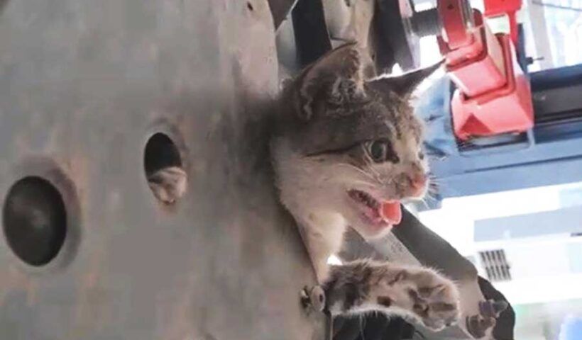 Turkey, cat rescued from inside a car