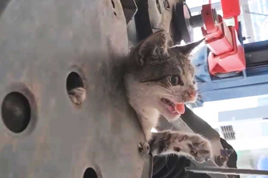 Turkey, cat rescued from inside a car