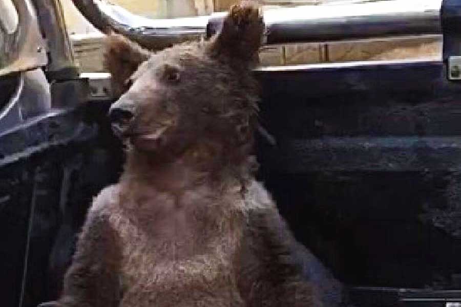 Turquía, oso borracho por tomar miel tóxica