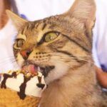 Turkey, cat becomes viral por eating ice cream