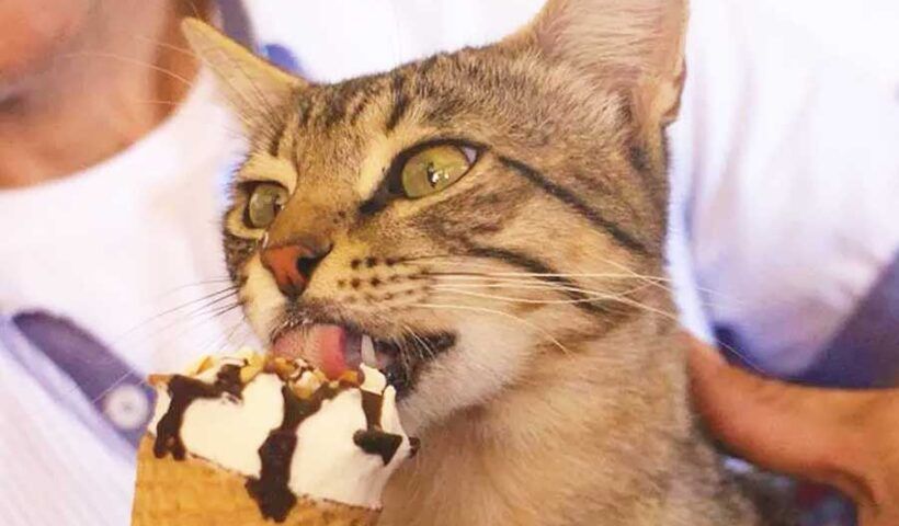 Turkey, cat becomes viral por eating ice cream