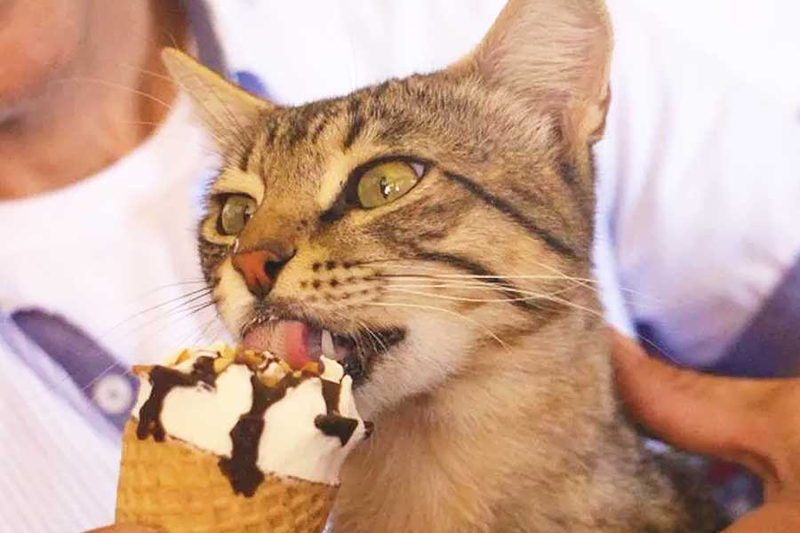 Turquía, gato famoso por comer helado