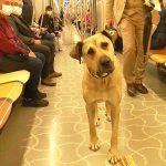 Estambul, el perro Boji en el metro